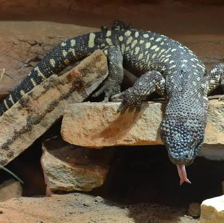 <p>what is the family level name for Gila monsters?</p>