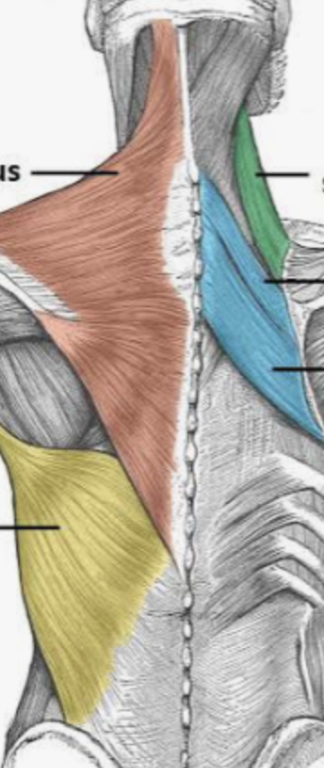 <p><span style="background-color: transparent;">Levator scapulae</span></p><p><span style="background-color: transparent;">Action, functional groups, location?</span></p>