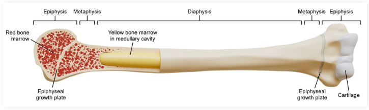 <p>The end of a long bone that forms <strong>joints </strong>with other bones</p><ul><li><p>Contains<strong> red bone marrow</strong></p></li></ul><p></p>