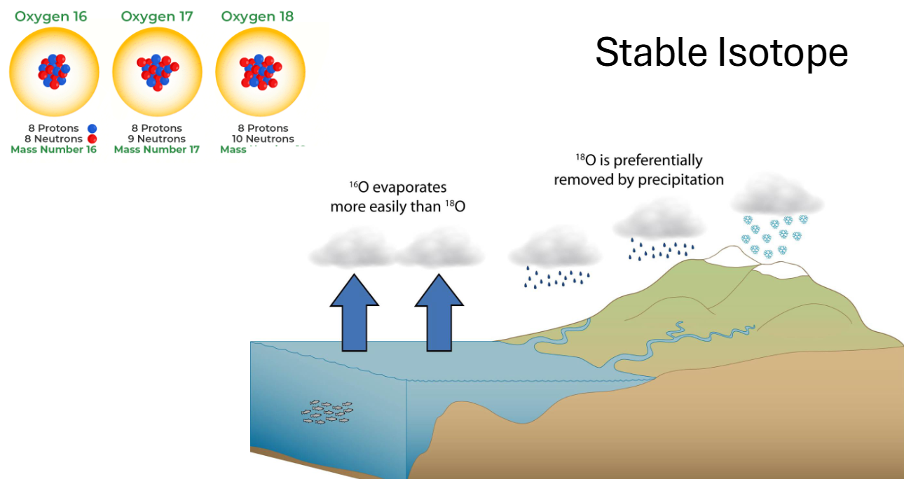 <p>Stable isotopes </p>