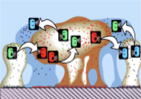 <p><strong>Cell-cell signaling in bacteria for </strong><span><strong>colonization and biofilm formation </strong></span></p><p><span><strong>→ e.g. </strong>bacterial signaling molecules: <em>N</em>-Acyl Homoserine Lactones (AHLs)</span></p><p></p>