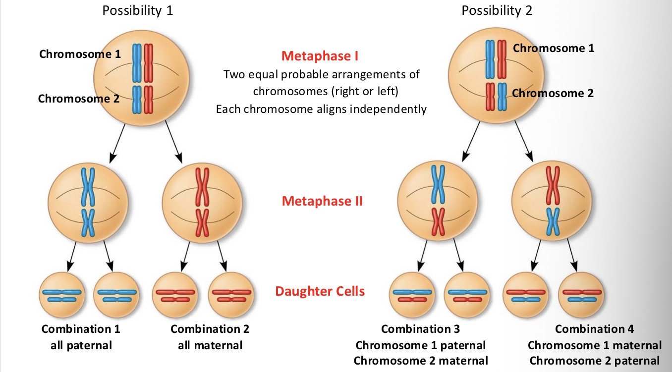 <p>Generates genetic variability in gametes</p>