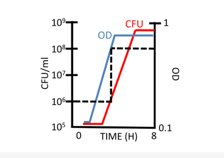 <ul><li><p>Determine OD required to grow a particular CFU/ml:</p><ul><li><p>draw line from CFU/ml to time, then draw line from same time to where that time occurs on the OD line, then draw line to y axis of OD plot to determine OD required</p></li></ul></li></ul><p></p>