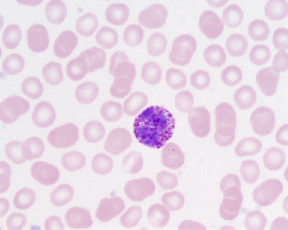 <p>Identifica el tejido y las células presentes</p>