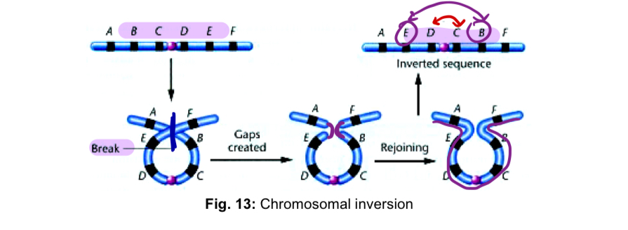 <ol start="3"><li><p><mark data-color="green" style="background-color: green; color: inherit;">Inversion</mark> </p></li></ol><ul><li><p>a segment of a chromosome is turned around 180º within a chromosome </p></li><li><p>an inversion does not involve a loss of genetic information, but simply r<u>earranges the linear sequence </u></p></li><li><p>requires <u>2 break</u>s along the length of the chromosome and subsequent <u>reinsertion</u> of the <u>inverted segment </u></p></li><li><p>by forming a chromosomal <u>loop</u> prior to breakage, the newly created <u>“sticky” ends are brought close together and rejoined </u></p></li><li><p>organisms heterozygous for inversions may produce <strong>aberrant</strong> <strong>gametes</strong> that have a major impact on their offspring </p></li><li><p>in addition, inversion may also result in<strong> position effects</strong> which lead to altered gene expression due to new positioning of a gene within the genome and thus play an important role in the evolutionary process </p></li></ul><p></p>