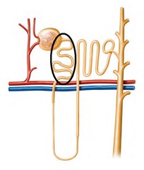 <p>segment of the nephron between the glomerular capsule and the nephron loop</p><p>reabsorbs (save) majority (99.999%) of substances </p><p>SAVE: </p><p>protein, glucose, etc</p><p>in a diseased state this can be impaired and will not save the good stuff</p>