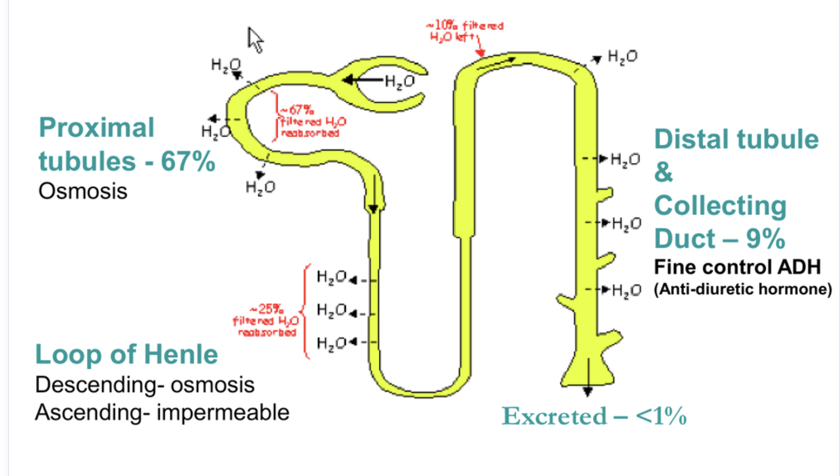 <p>67% - proximal tubule</p><p>25% - loop of Henle (descending limb)</p><p>9% - distal tubule and collecting duct</p><p><1% - excreted</p>