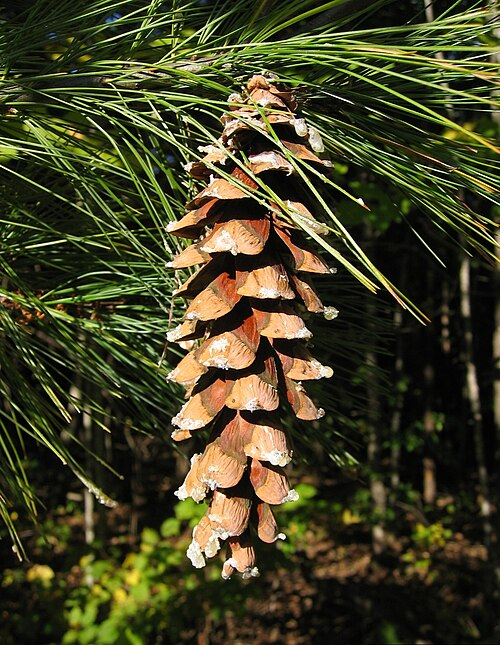 <p>Sosna wejmutka</p><p>Pinus strobus</p>