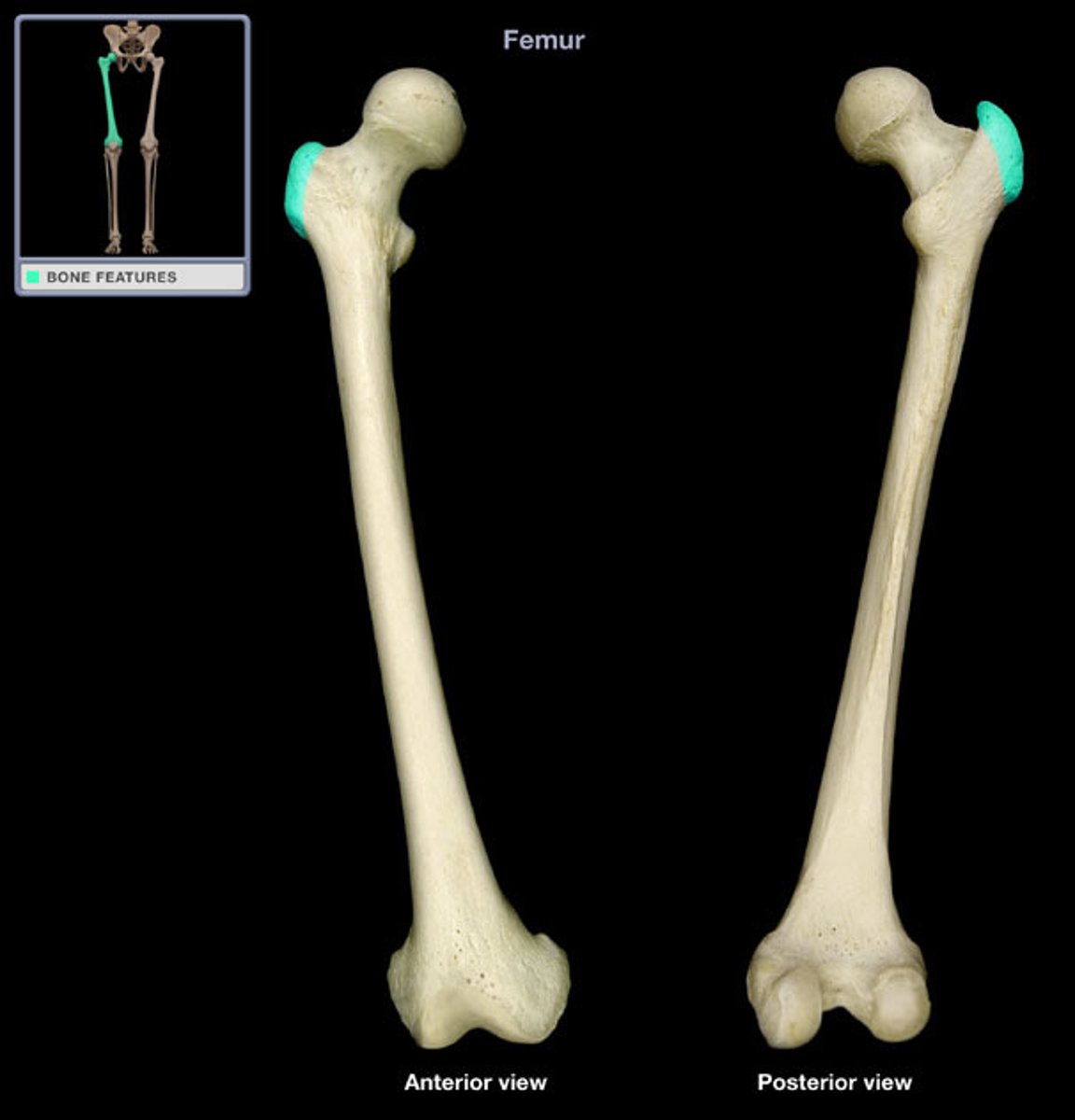 <p>(what bone and bone marking)</p>