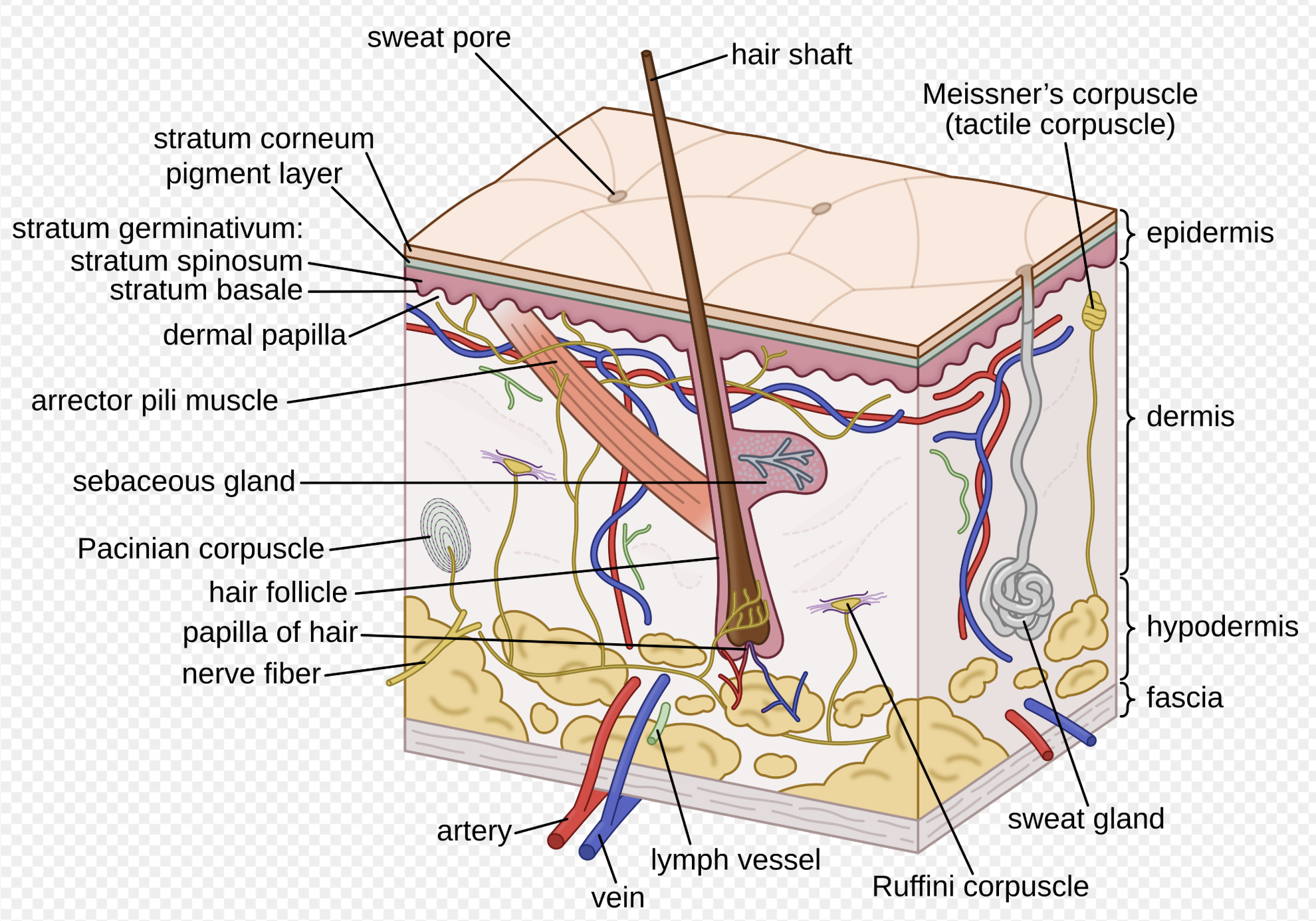 <p>Blood vessels and receptors</p>