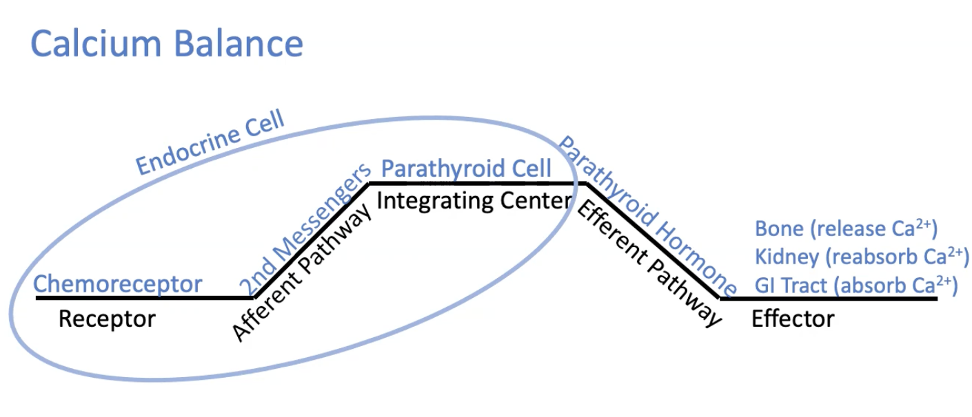<p>Feedback loops</p><ul><li><p>Mostly negative</p></li><li><p>Some positive</p></li></ul><p>Simple (classic)</p><ul><li><p>Endocrine cell senses and releases hormone which effects another cell</p></li><li><p>Multiple stimuli/input: as a result of feedback loops</p></li></ul><p>Complex pathways</p><ul><li><p>two or more hormones</p></li><li><p>Hormone A affects Hormone B affects C…</p></li><li><p>Hypothalamic pituitary axis</p></li></ul><p></p>