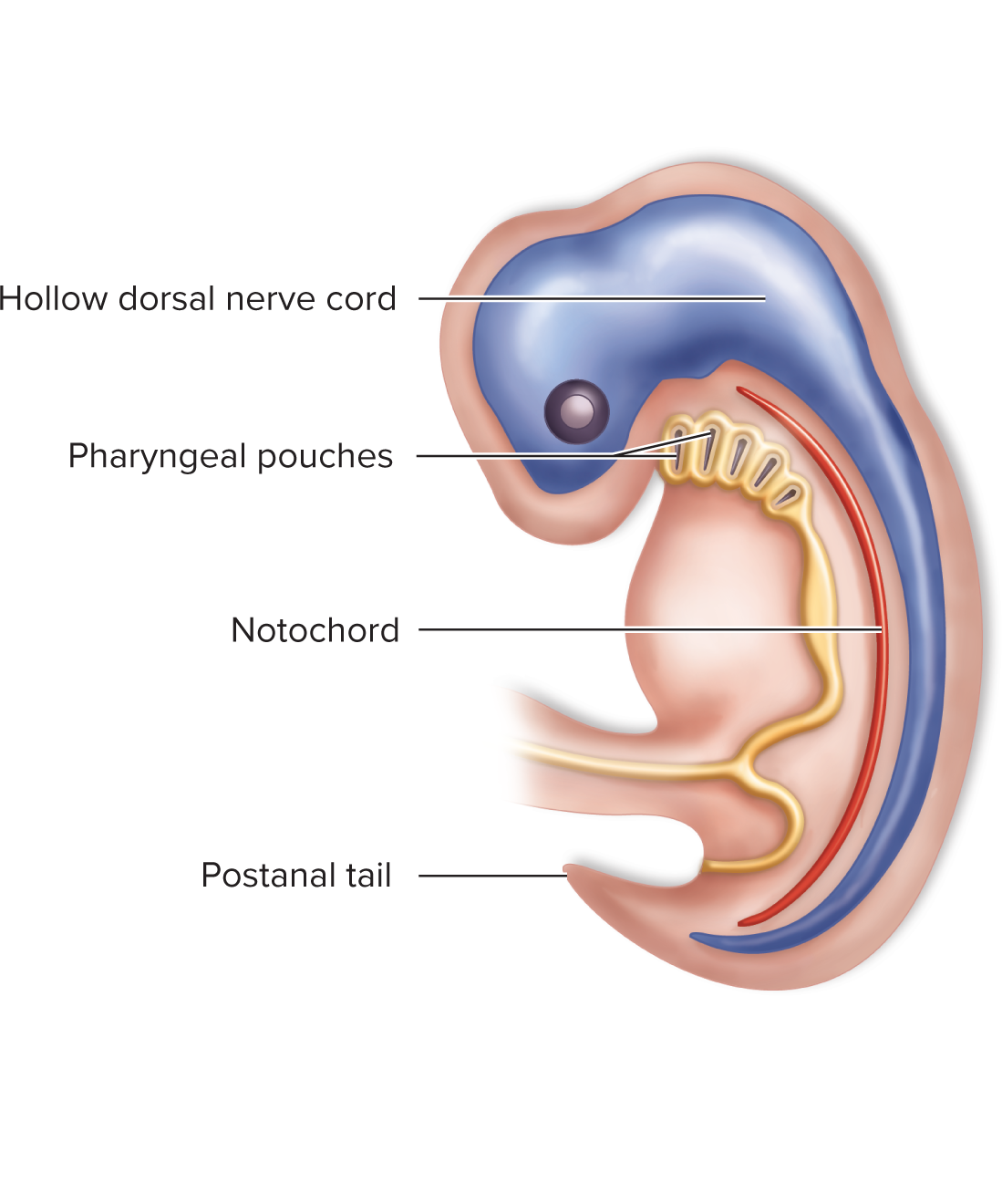 <p>1) <strong>Dorsal hollow nerve cord</strong> (can differentiate into brain and spinal cord). </p><p>2) <strong>Notochord </strong>(provides skeletal support). </p><p>3) <strong>Pharyngeal slits or pouches</strong> (used for suspension feeding, gas exchange, or developing into ear/head/neck structures). </p><p>4) <strong>Post-anal tail</strong> (body extends past the anus).</p>