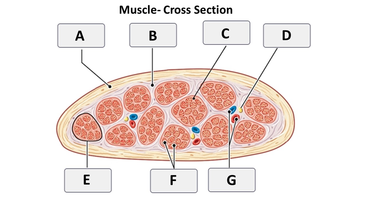 <p>muscle fibers </p>