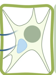 <p>A plasmolysed cell is a plant cell that has lost so much water by osmosis (in a hypertonic solution) that the cell surface membrane pulls away from the cell wall.</p>