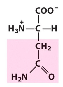 <p><span>Polar amino acid. Uncharged. [Asn, N]</span></p>