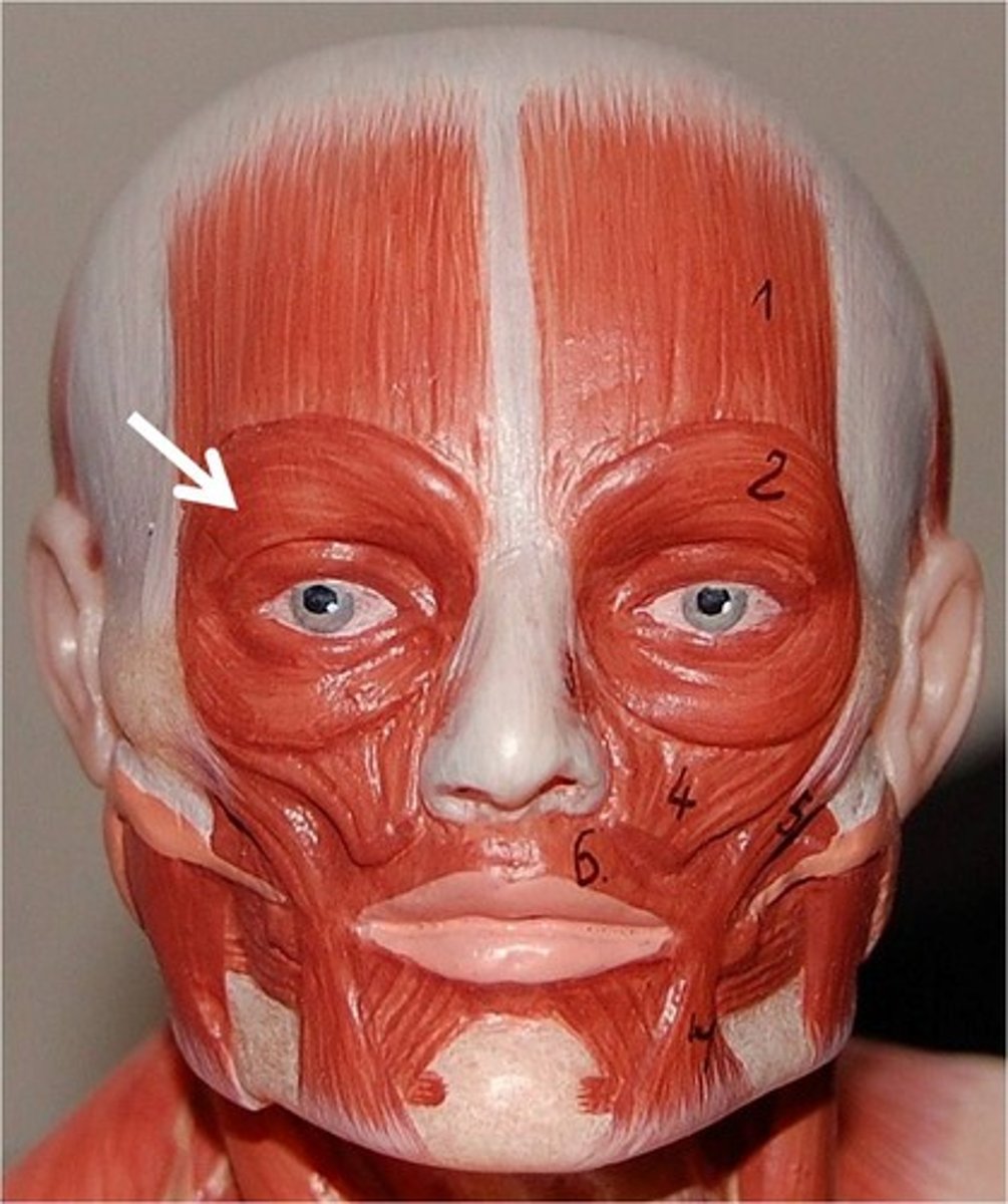 <p>Action - closes eye</p>