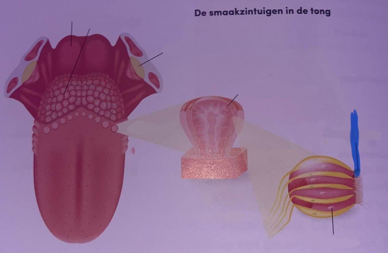<p>Benoem</p>