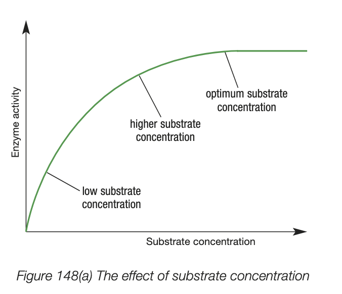 <ul><li><p>low substrate concentration - fewer substrates to collide with the enzyme active site, enzyme activity is low</p></li><li><p>as concentration of substrate increases, enzyme activity increases - more frequent collisions between enzyme and substrate at active site</p></li><li><p>higher substrate concentrations - most active sites on the enzyme are occupied by substrate, increases in substrate concentration begin to cause smaller and smaller increases in enzyme activity</p></li><li><p>increase in substrate concentration above optimum substrate concentration don’t lead to greater enzyme activity - all active sites are occupied by substrate (saturated)</p></li></ul><p></p>