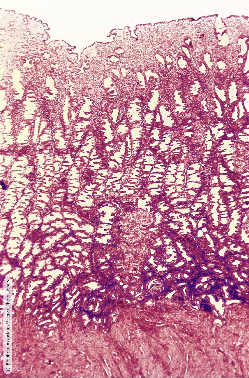 <p>Identify the Histology</p>