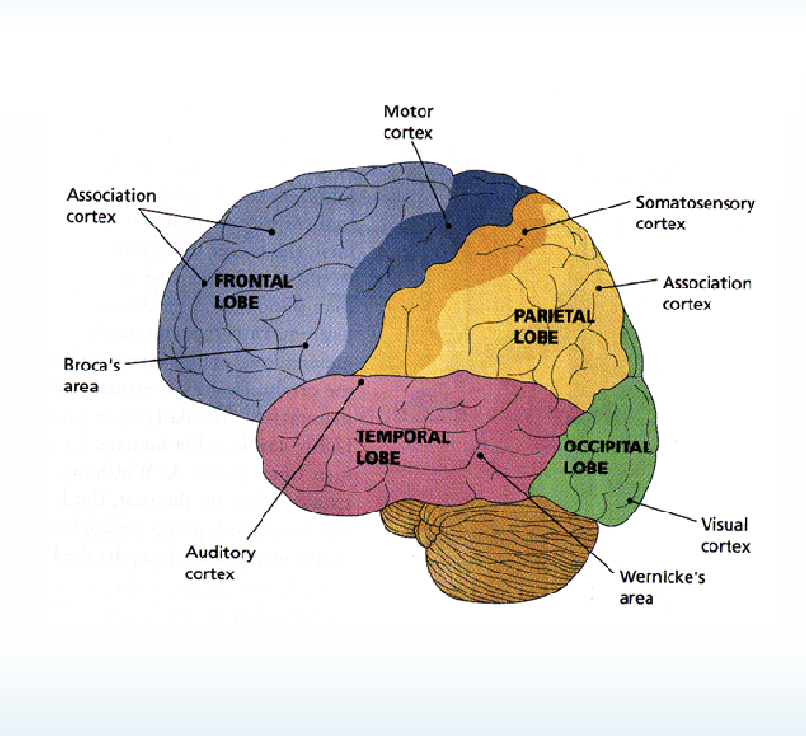 <ul><li><p>Postcentral gyrus in parietal lobe</p></li><li><p>Sensory information coming from skin</p></li><li><p>Size of cortical representation not proportional to size of body part, it’s proportional to acuity of touch</p></li></ul><p></p>