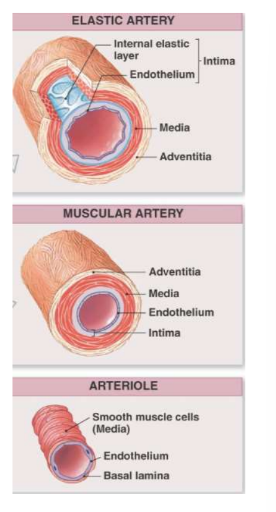 <p>elastic</p><p>muscular</p><p>arterioles</p>
