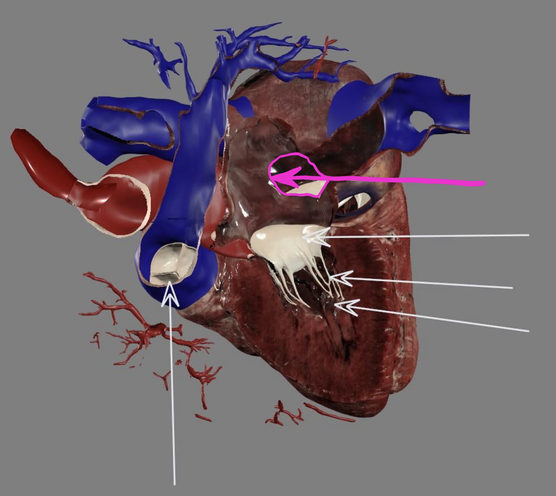 <p>left atrium</p>