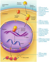 <p>A lipid-soluble hormone which brings about a change by binding directly to receptors in the cytoplasm or on the nucleus, bringing about a transcriptional change</p>