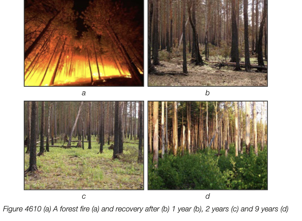 <ul><li><p>occur in mature ecosystems following natural disaster or major human impact (e.g. forest clearing)</p></li><li><p>e.g. woodland ecosystems destroyed by wildfires</p><ul><li><p>fire stimulates germination of seeds; growth is more rapid than with primary succession - soils are warm, high nutrient content, can retain water better</p></li><li><p>new mix of plants and animal populations is quickly established</p></li><li><p>competition between colonising species populations and returning and new species influences new community and how it compares to og</p></li></ul></li><li><p>different selective pressures can lead to divergent evolutoin or adaptive radiation as species exploit new niches</p></li></ul><p></p>
