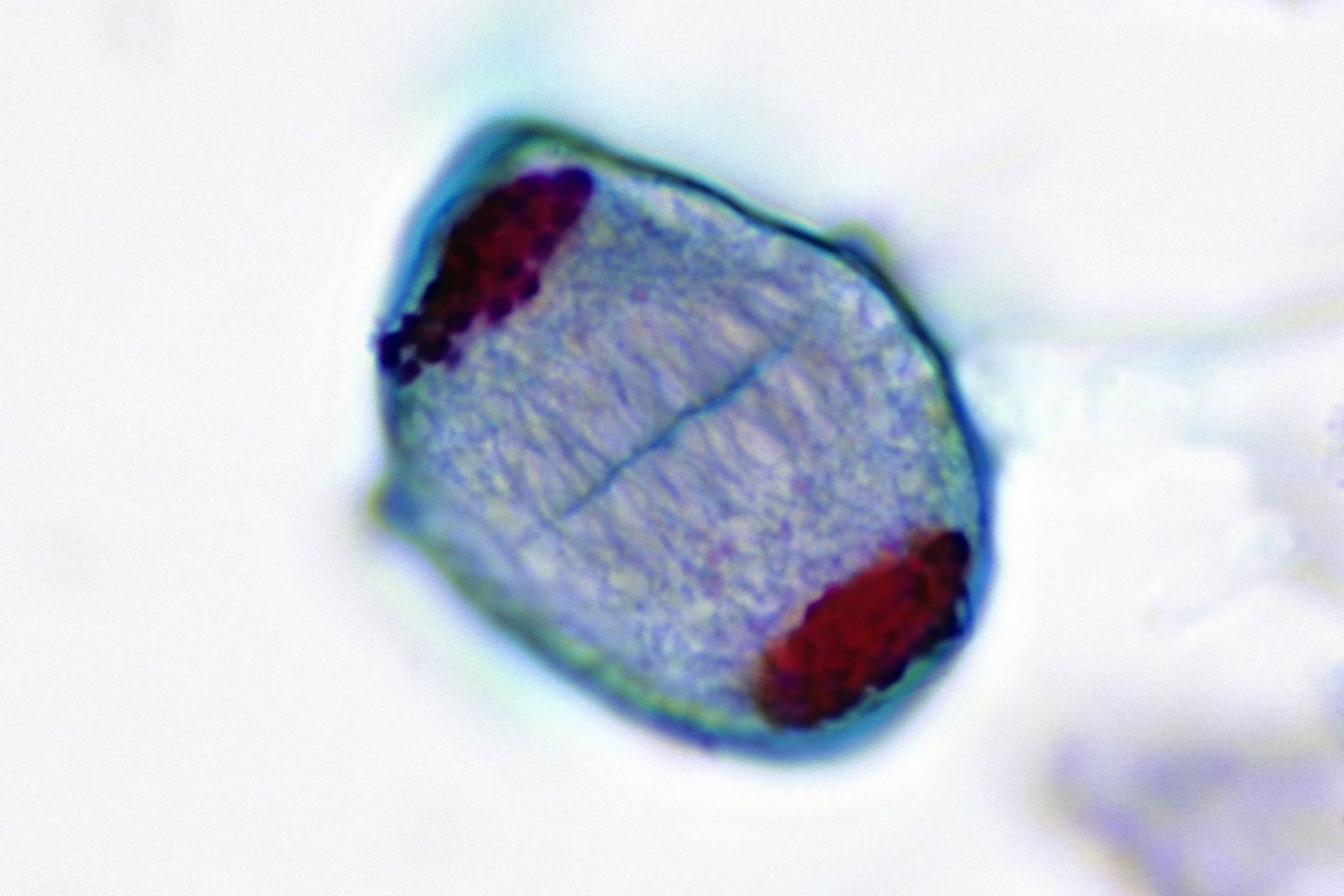 <p>two newly formed nuclei</p>
