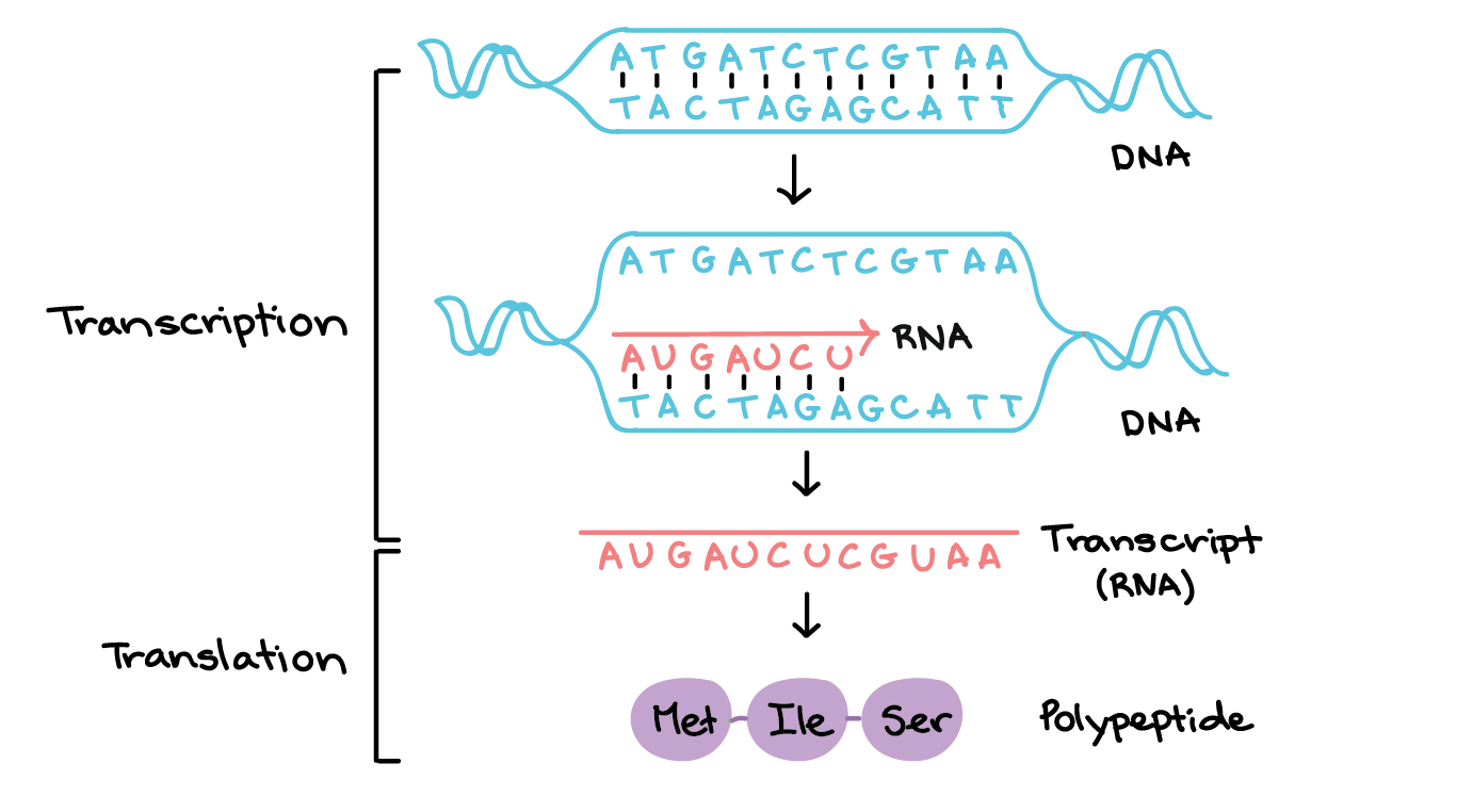 <p>Transcription</p>
