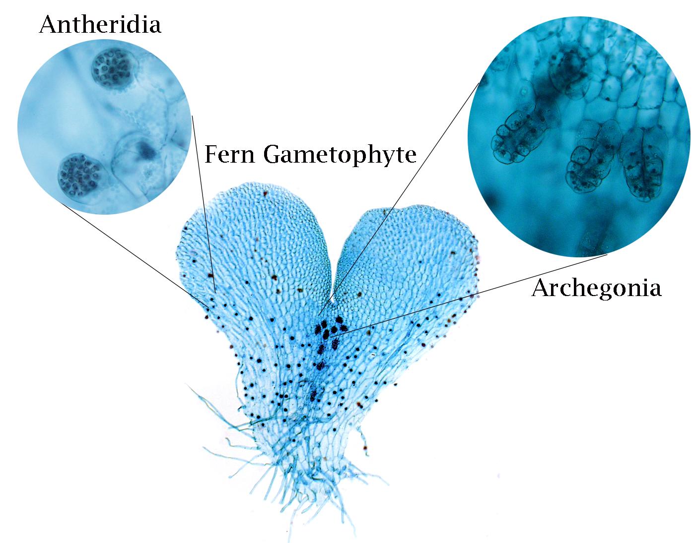 <p>Prothallus: Green heart-shaped structure that produces female and male structures</p><p>Antheridia on rhizoids and archegonia on central prothallus</p><p>Free-living</p>