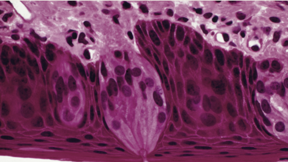 <p></p><p> Found on the sides of vallate papillae</p><p></p>