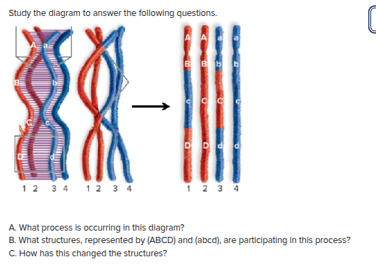 <p><span>A. What process is occurring in this diagram?</span></p><p><span>B. What structures, represented by (ABCD) and (abcd), are participating in this process?</span></p><p><span>C. How has this changed the structures?</span></p>