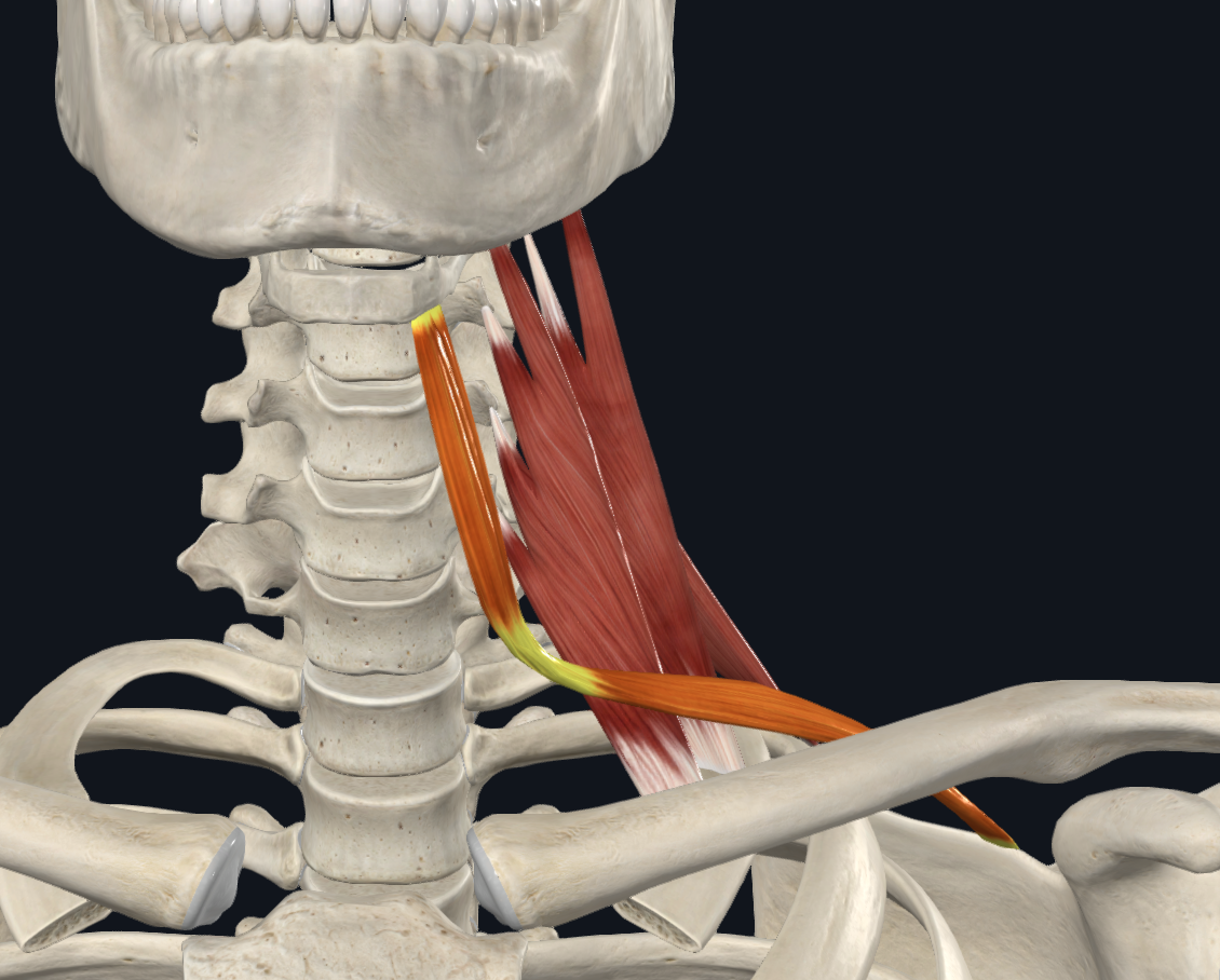 <ul><li><p>superior border of scapula</p></li></ul><p>TO</p><ul><li><p>inferior border of hyoid</p></li></ul><p></p>