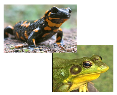 <p>Class Amphibia have no _______ and no ______.</p>