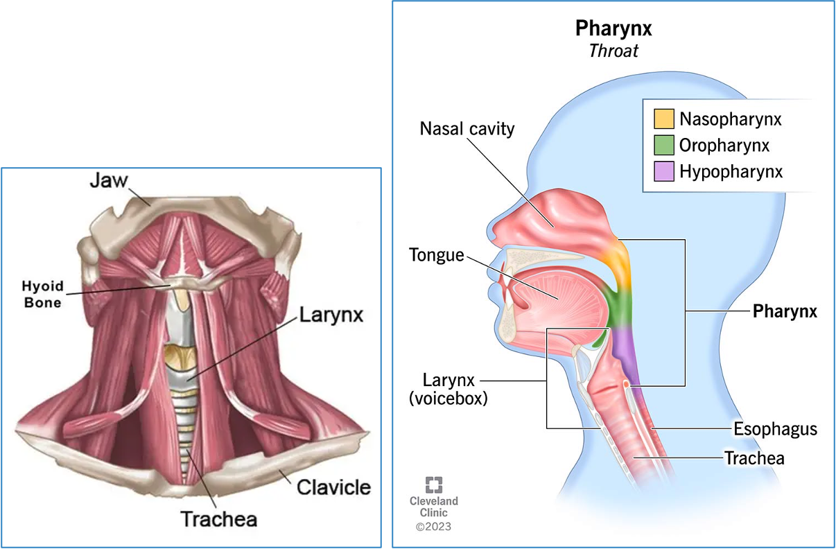 <p>neck anatomy</p>