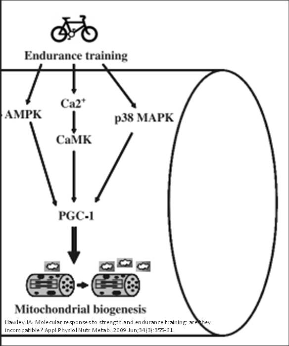 <p>Central regulator for mitochondrial biogenesis </p><p>Role = Enhance aerobic adaptation by increasing mitochondrial density or efficiency </p>