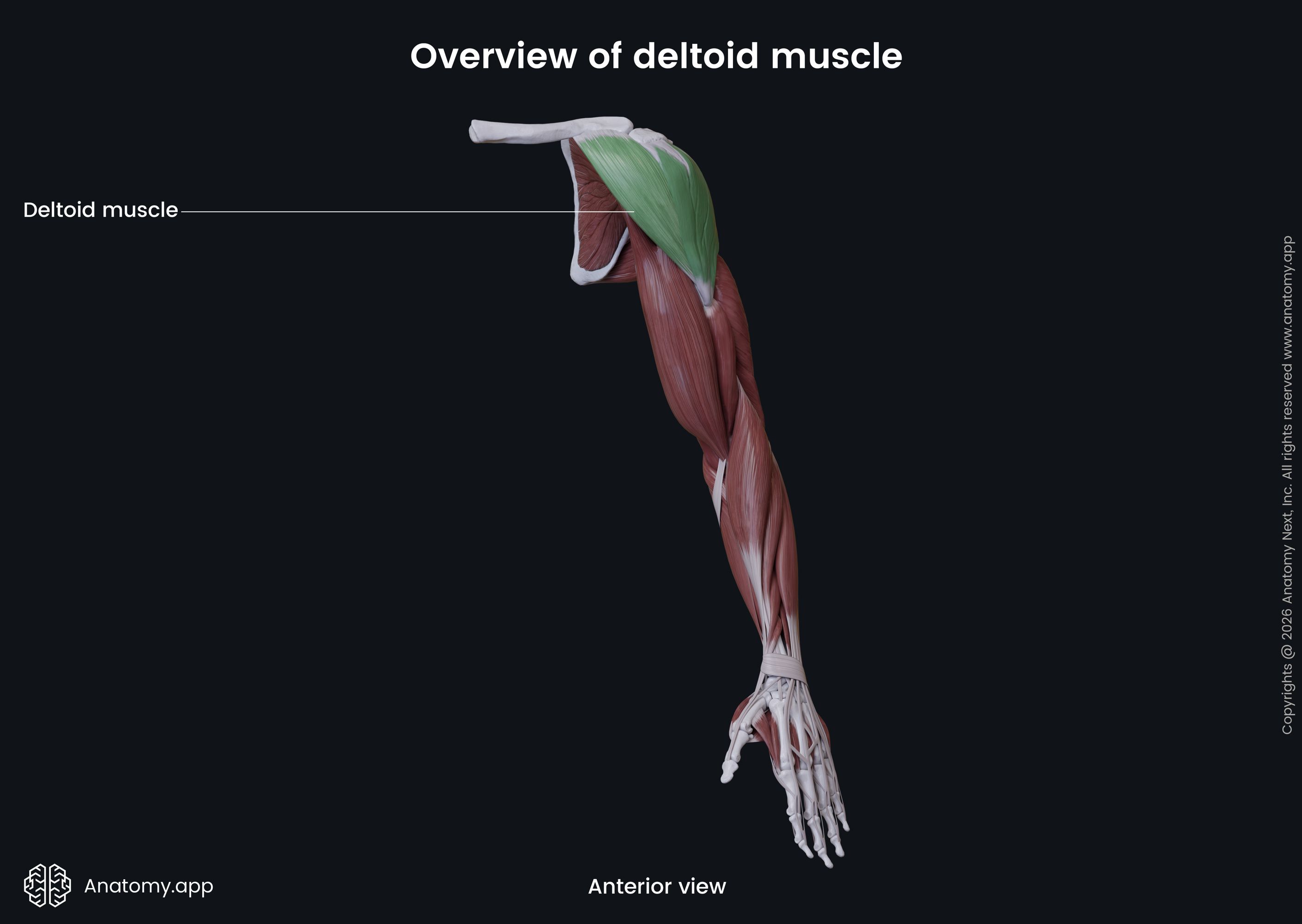 <p>Deltoid</p>