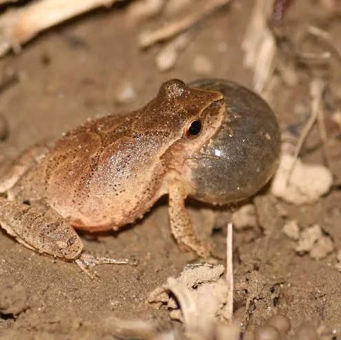 <p><span>Pseudacris crucifer</span><br>These tiny frogs typically grow to only 0.75–1.25 inches (1.9–3.2 cm) long. Their color varies from tan and brown to olive or gray, which helps them camouflage against tree bark and leaf litter.</p>