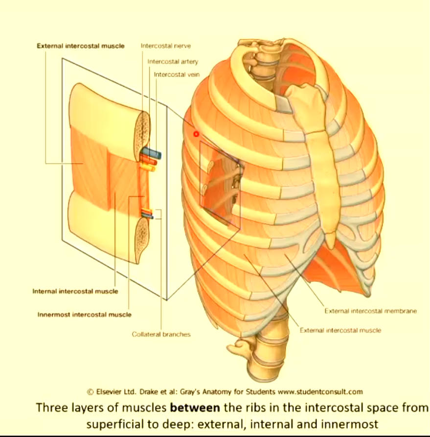 <ul><li><p>donard and forard direction</p></li><li><p>external intercostal membrane anteriorly, external is see-through (aponeurosis) anteriorly</p></li><li><p>elevate ribs = muscles of inspiration</p></li></ul><p></p>