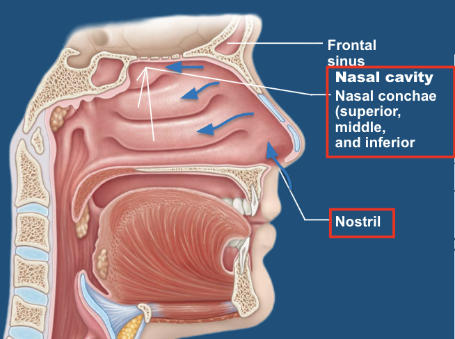 <p>nasal cavity consists of the… </p>