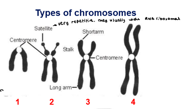 <ol><li><p>Telocentric</p></li><li><p>Acrocentric</p></li><li><p>Sub-metacentric</p></li><li><p>Metacentric</p></li></ol><p></p>