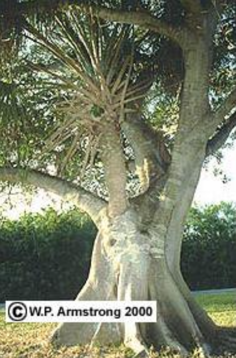 <p>A strangler fig most likely</p><p class="p1">kills its host, if the host is</p><p class="p1">a cabbage palm, by</p>