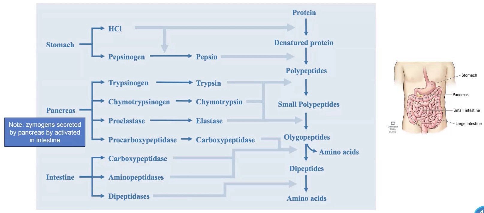 <p>When food enters, stomach mucosa releases gastrin, which tells stomach to release HCL and pepsinogen (zymogen) which in acidic env turns into pepsin (enzyme). When Acidic dietary contents enter duodenum, secretin is released, causing bicarb to release and neutralized acidity. At the same time Cholecystokinin makes pancreas produce zymogens for digestion.</p><p>Enzymes from pancreas</p><p>Trypsin: Cleaves carboxy of K & R</p><p>Chymotrypsin: Cleaves carboxyl of aromatic</p><p>Carboxypeptidase: Cleaves one AA at a time from C-term of a protein.</p>