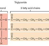 <p>What are triacylglycerols? How are they structured?</p>