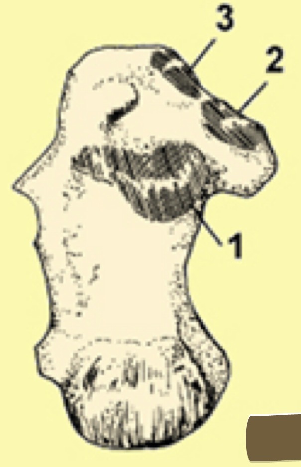 <p>3</p>