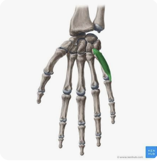 <p>A: Flexion of digit 5</p><p>N: Ulnar nerve</p>
