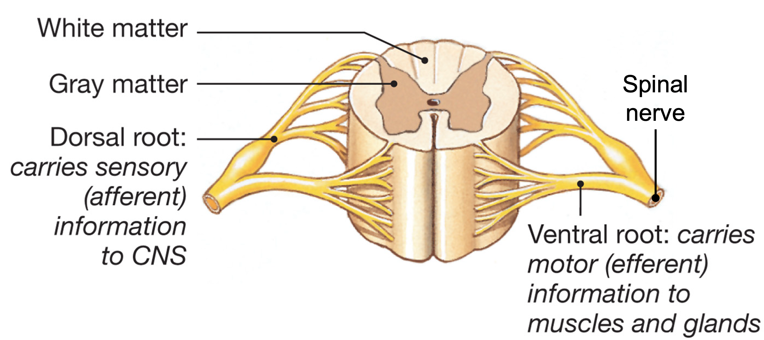 <p>spinal nerve → carries both ______ and ______ axons → both functions</p>