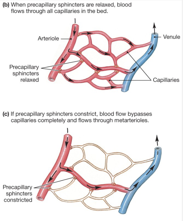 <p>Flow to Tissues is determined by: </p><p><strong><u>Dilation/Constriction of arteries</u></strong></p><ul><li><p>O<sub>2</sub>/CO<sub>2</sub> levels</p></li><li><p>H<sup>+</sup> levels</p></li><li><p>K<sup>+</sup> levels</p></li><li><p>NO</p></li><li><p>Autonomic System</p></li></ul><p><strong><u>Pre-Capillary Sphincters (PS)</u></strong></p><ul><li><p>When PSs are relaxed, blood flows through all capillaries in the bed</p></li><li><p>if PSs constrict, blood flow bypasses capillaries completely and flows through meta-arterioles</p></li><li><p>PS regulate which capillary beds are open, most often depending on the metabolic needs of the capillary</p></li></ul><p></p>