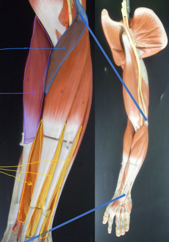 <p>Name the structure highlighted in PURPLE</p>
